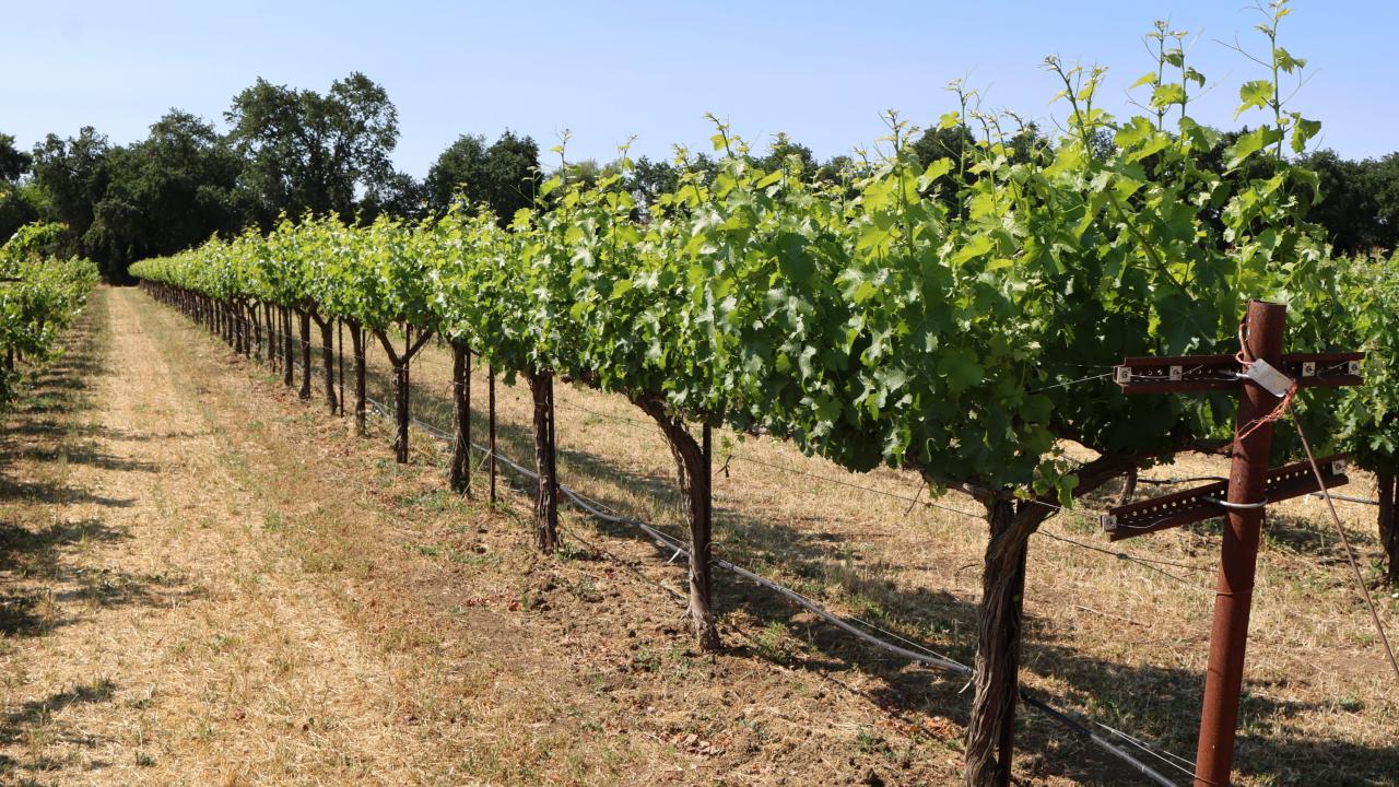 vines