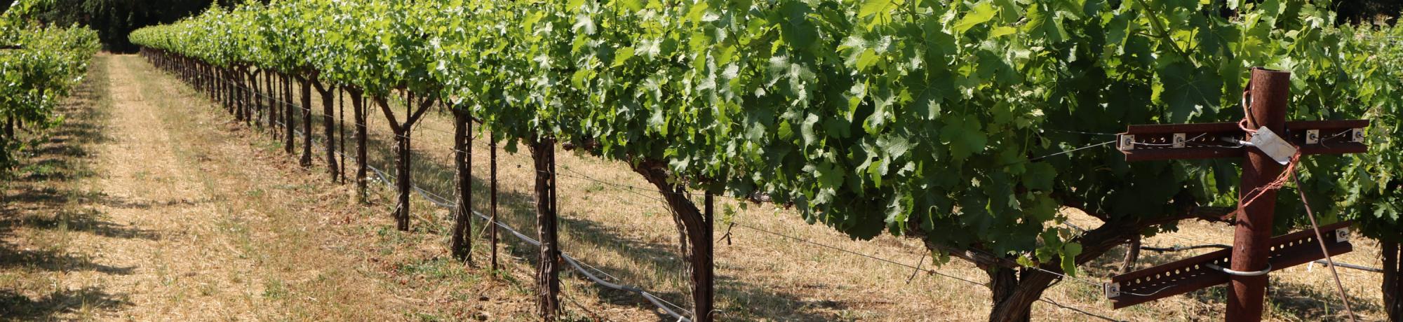 vines